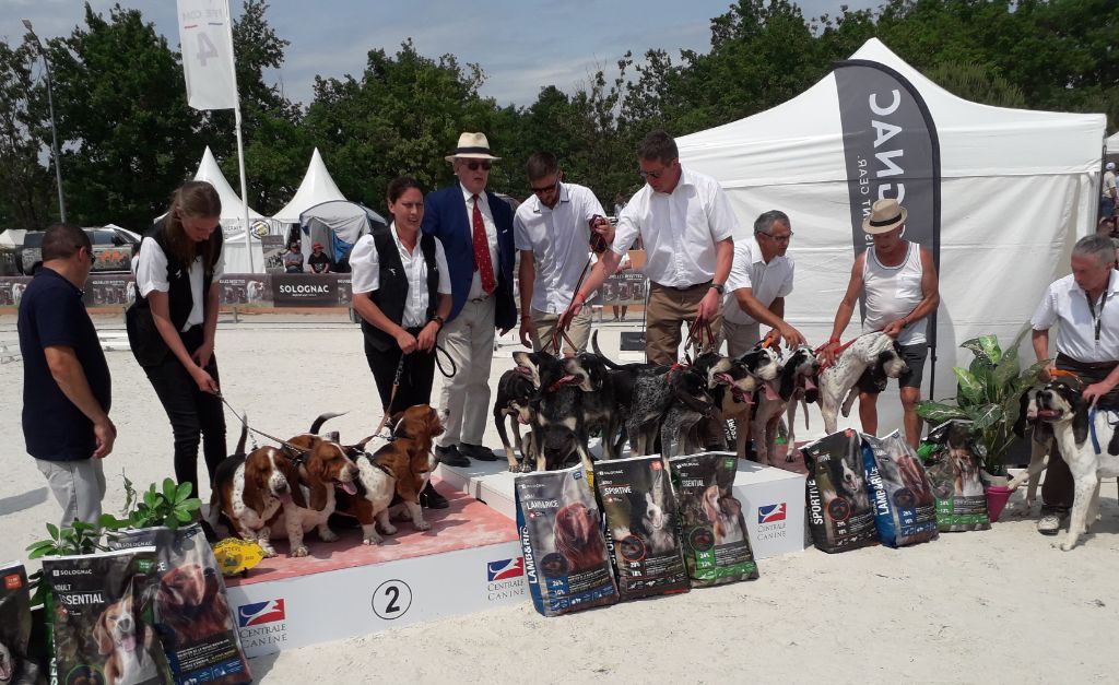 des Cotes de la Saunade - PODIUM POUR NOTRE MEUTE AU GRAND PRIX DU CHIEN DE CHASSE !!!