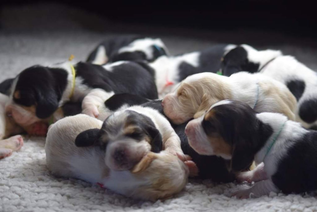 des Cotes de la Saunade - Les bébés de RILLETTE et SIMBA sont là...