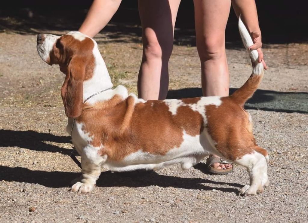 des Cotes de la Saunade - Excellents résultats pour un loulou né à l'élevage...