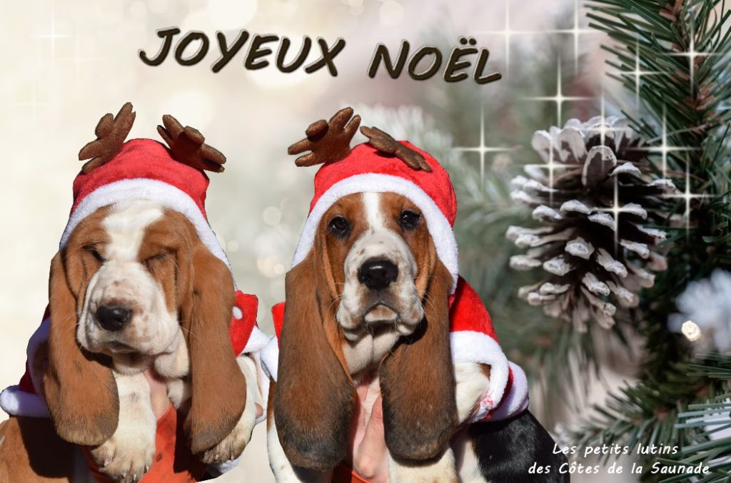 des Cotes de la Saunade - JOYEUX NOËL À TOUS !!!