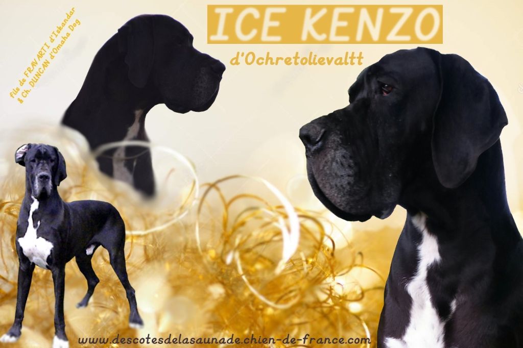 Ice kenzo d'Ochretolievaltt