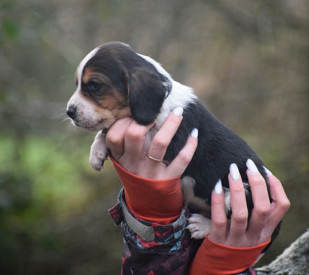 des Cotes de la Saunade - Chiot disponible  - Basset Hound