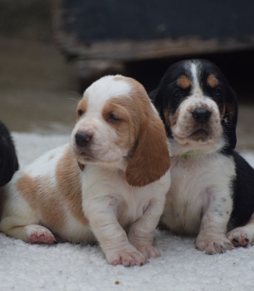 chiot Basset Hound des Cotes de la Saunade