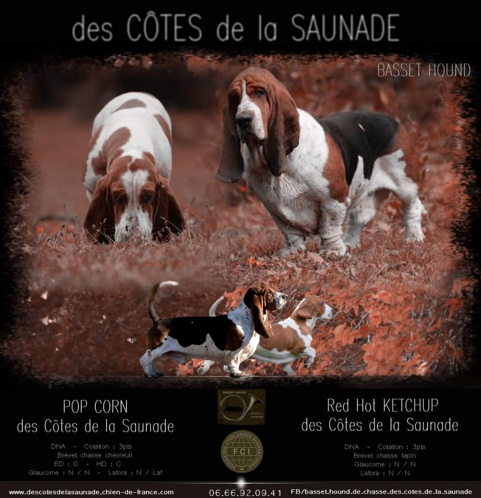 chiot Basset Hound des Cotes de la Saunade