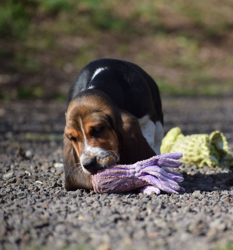 des Cotes de la Saunade - Chiot disponible  - Basset Hound