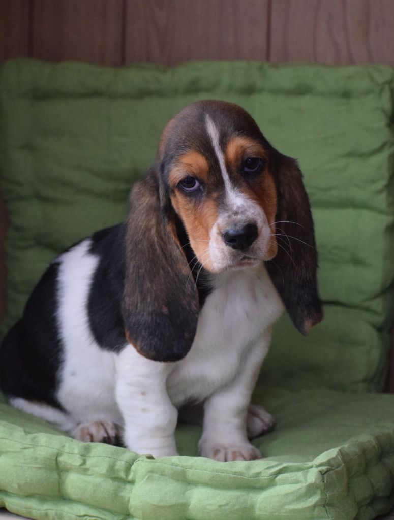 des Cotes de la Saunade - Chiot disponible  - Basset Hound