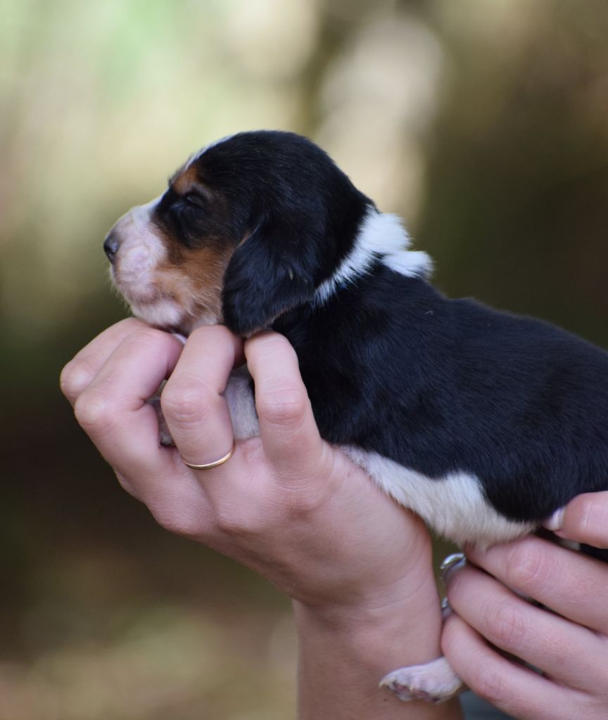 des Cotes de la Saunade - Chiot disponible  - Basset Hound