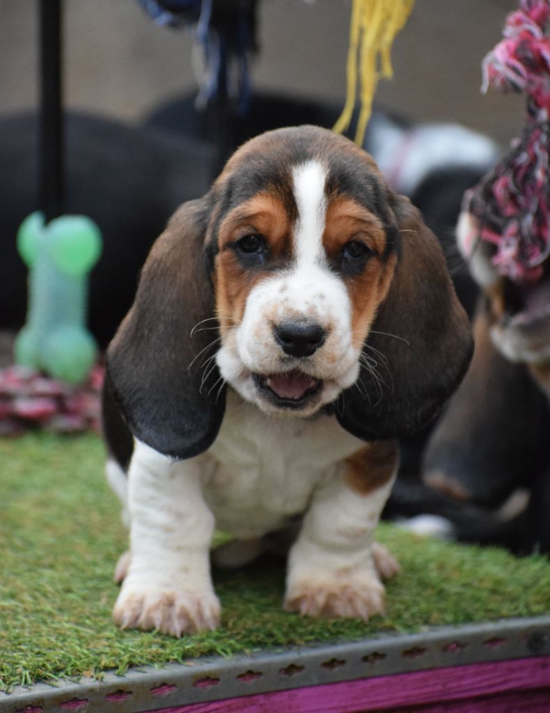 des Cotes de la Saunade - Chiot disponible  - Basset Hound