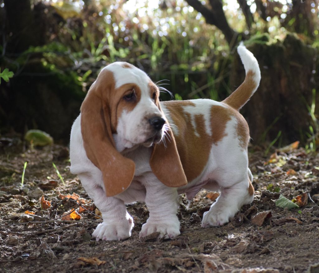 des Cotes de la Saunade - Chiot disponible  - Basset Hound