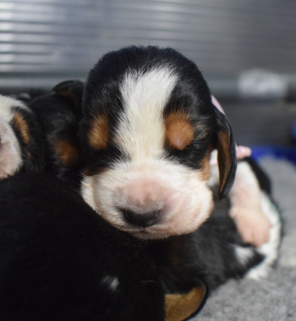 des Cotes de la Saunade - Chiot disponible  - Basset Hound