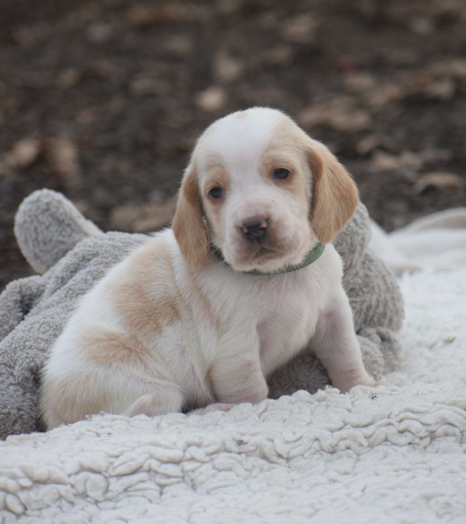 des Cotes de la Saunade - Chiot disponible  - Basset Hound