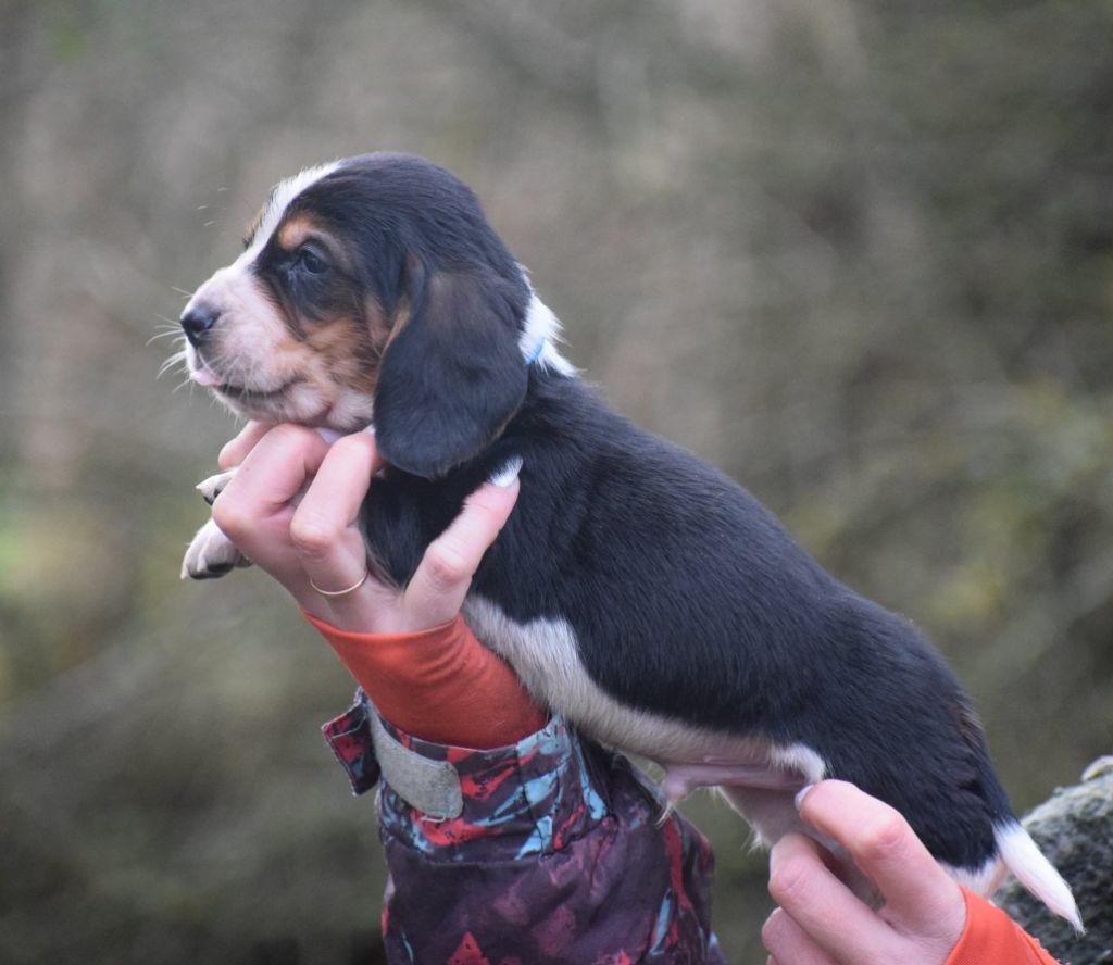 des Cotes de la Saunade - Chiot disponible  - Basset Hound