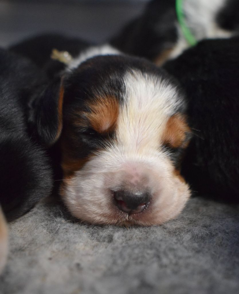 des Cotes de la Saunade - Chiot disponible  - Basset Hound