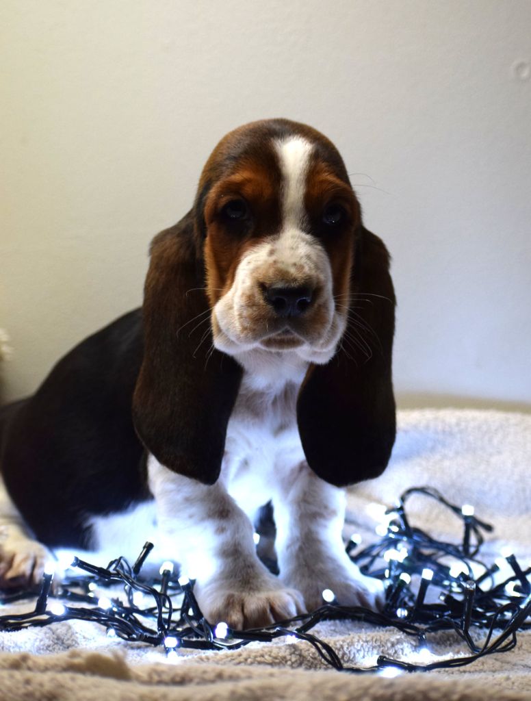 des Cotes de la Saunade - Chiot disponible  - Basset Hound