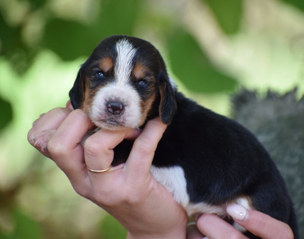 des Cotes de la Saunade - Chiot disponible  - Basset Hound