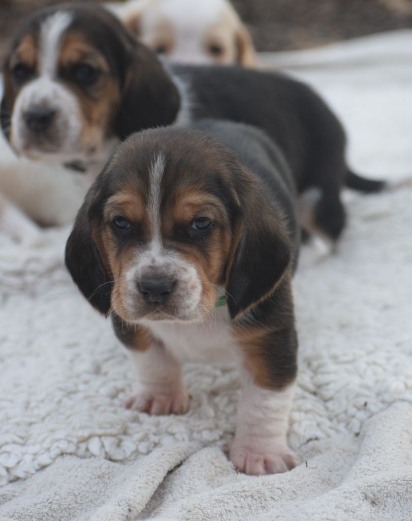 des Cotes de la Saunade - Chiot disponible  - Basset Hound