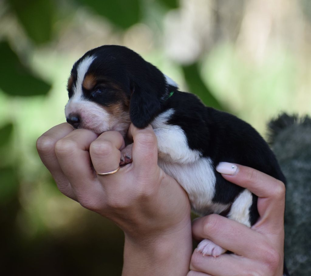 des Cotes de la Saunade - Chiot disponible  - Basset Hound