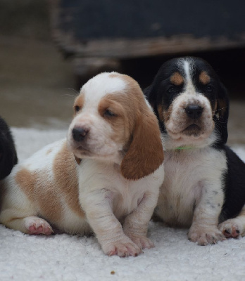 des Cotes de la Saunade - Basset Hound - Portée née le 07/07/2024