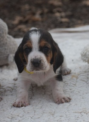 Mister collier jaune 