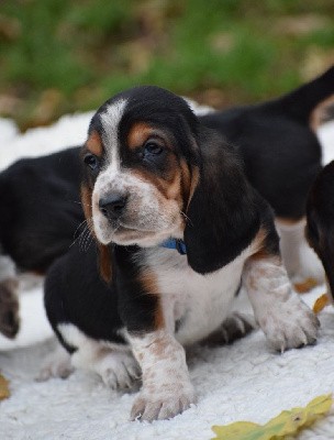 Mister collier bleu 