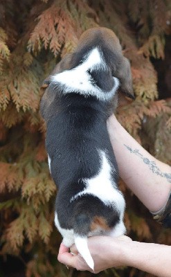 THOR des Côtes de la Saunade 