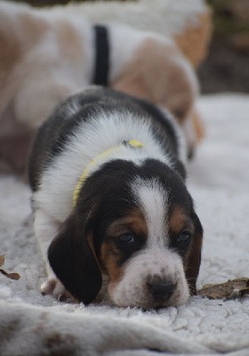 Mister collier jaune 