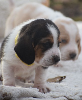 Mister collier jaune 