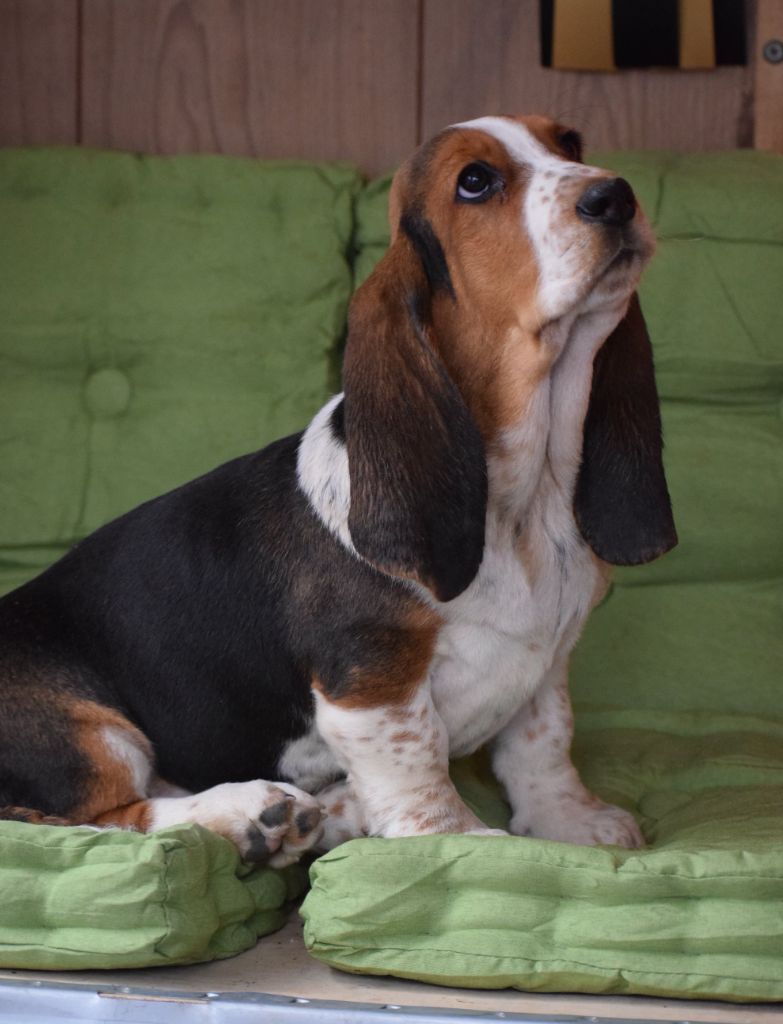 des Cotes de la Saunade - Chiot disponible  - Basset Hound