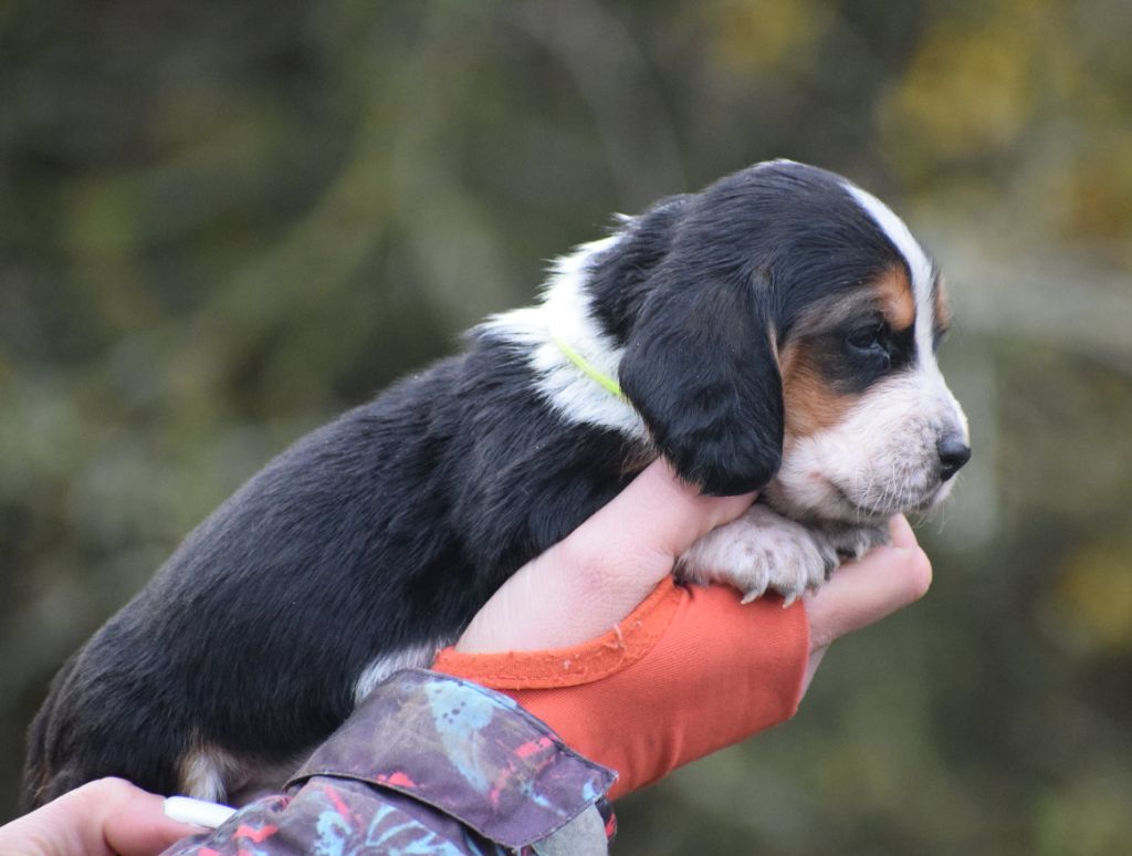 des Cotes de la Saunade - Chiot disponible  - Basset Hound