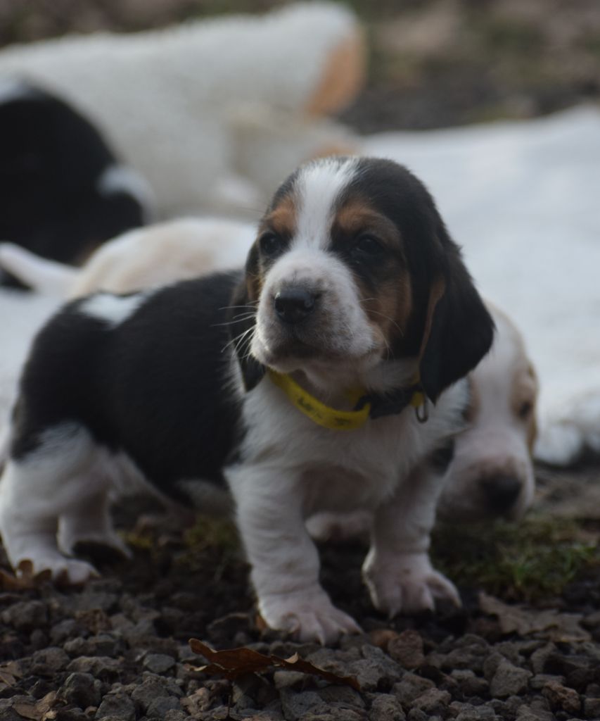 des Cotes de la Saunade - Chiot disponible  - Basset Hound