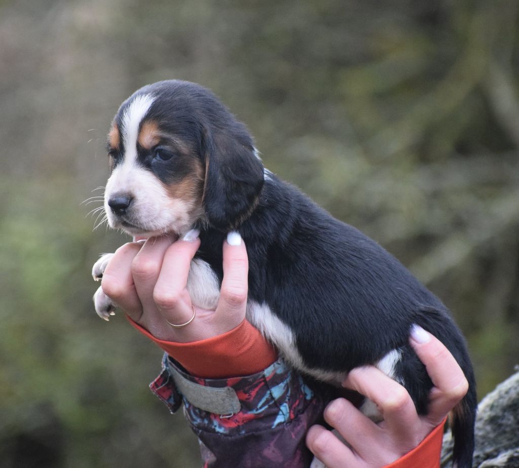 des Cotes de la Saunade - Chiot disponible  - Basset Hound