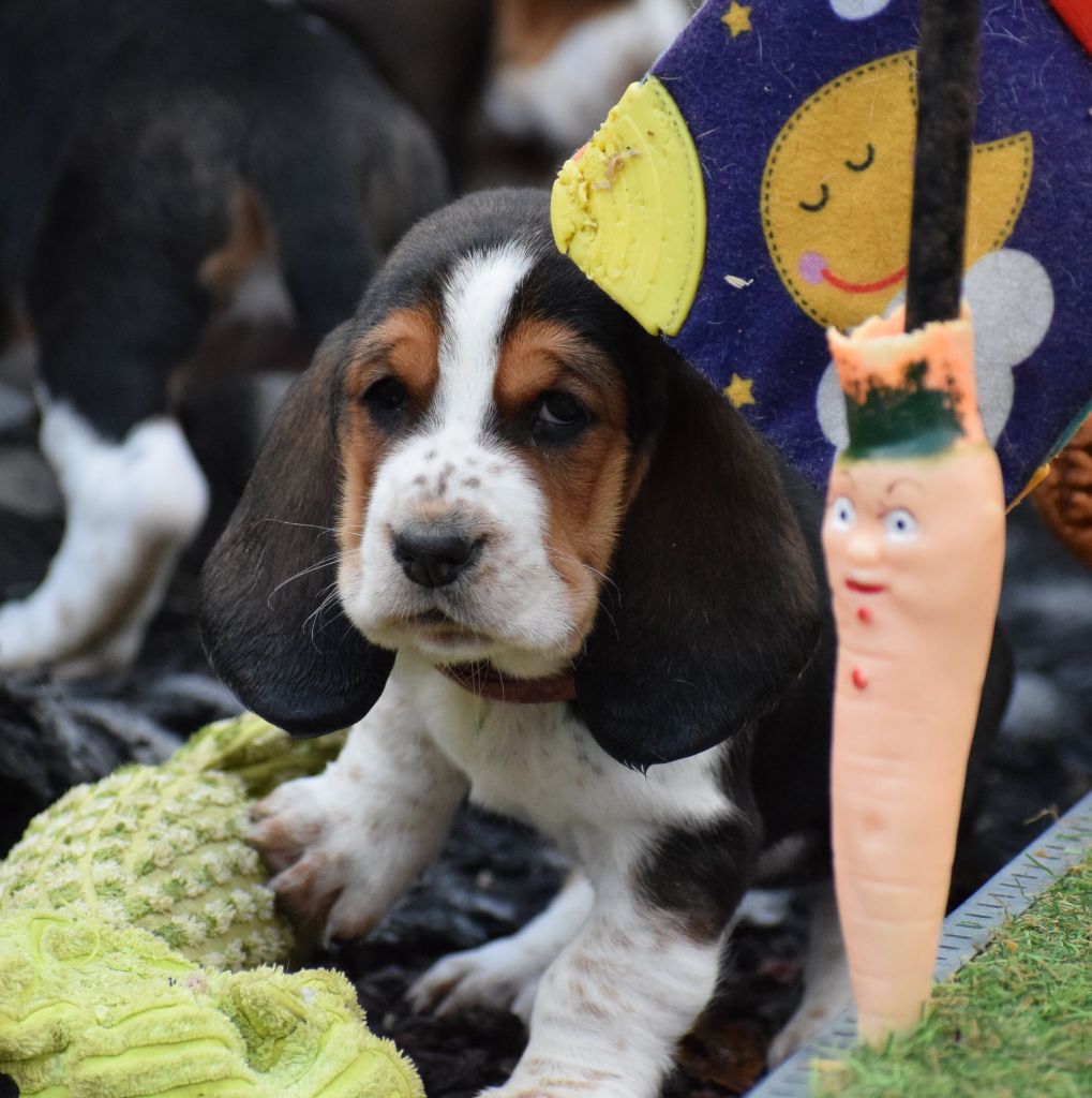 des Cotes de la Saunade - Chiot disponible  - Basset Hound