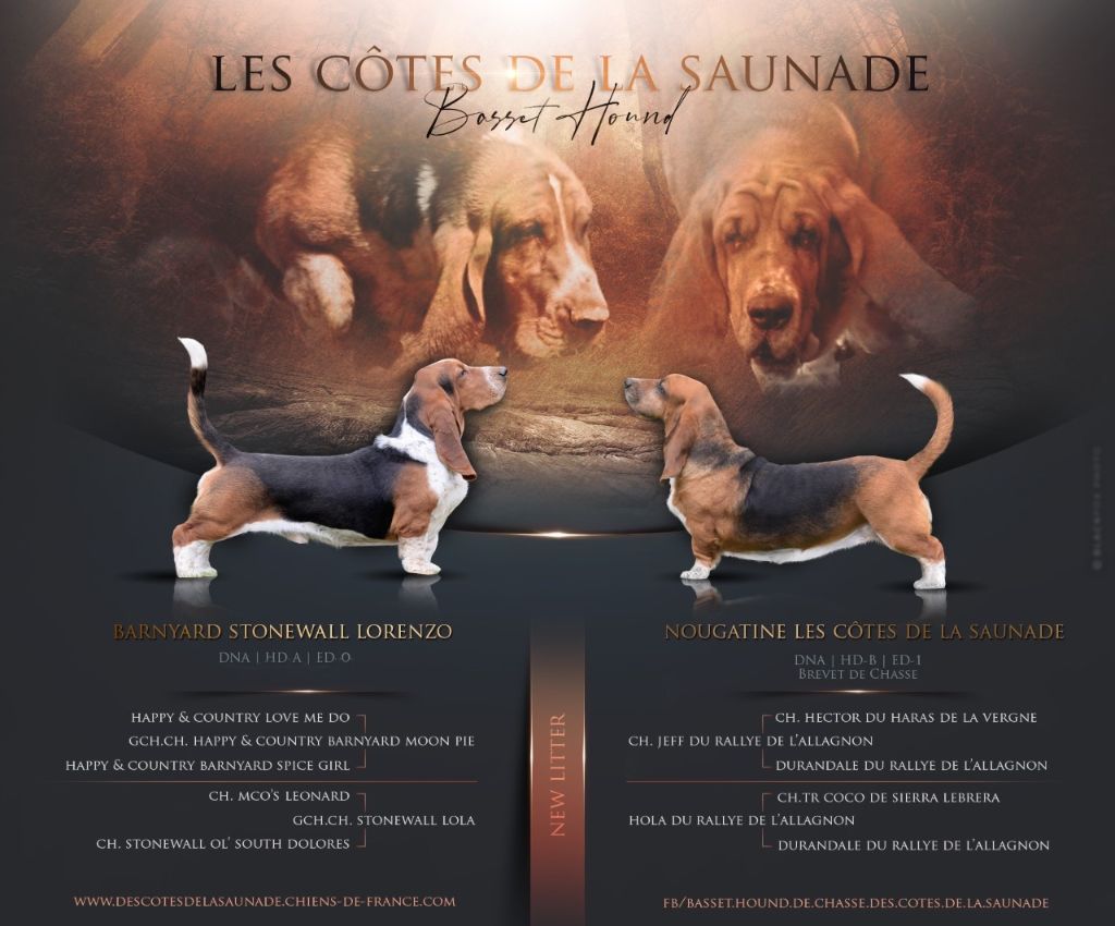 chiot Basset Hound des Cotes de la Saunade