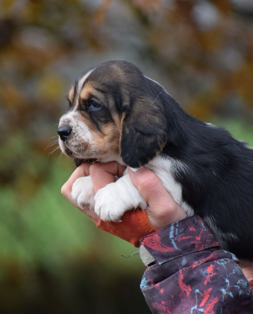 des Cotes de la Saunade - Chiot disponible  - Basset Hound