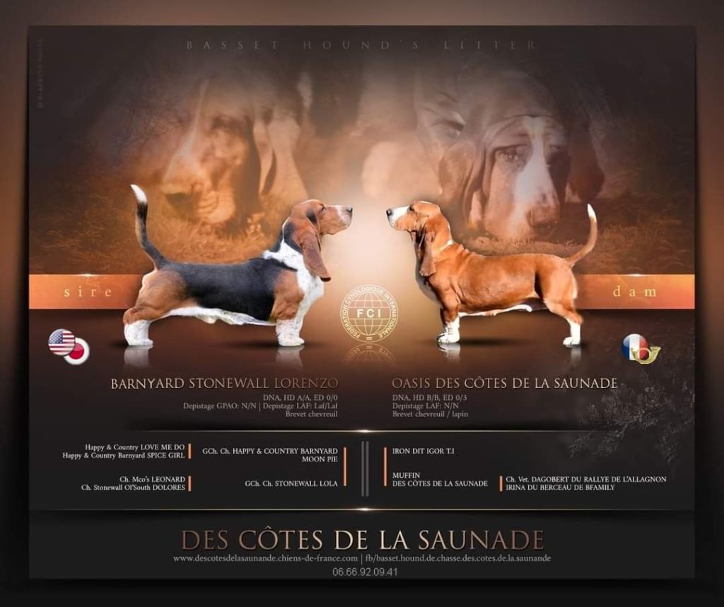 chiot Basset Hound des Cotes de la Saunade