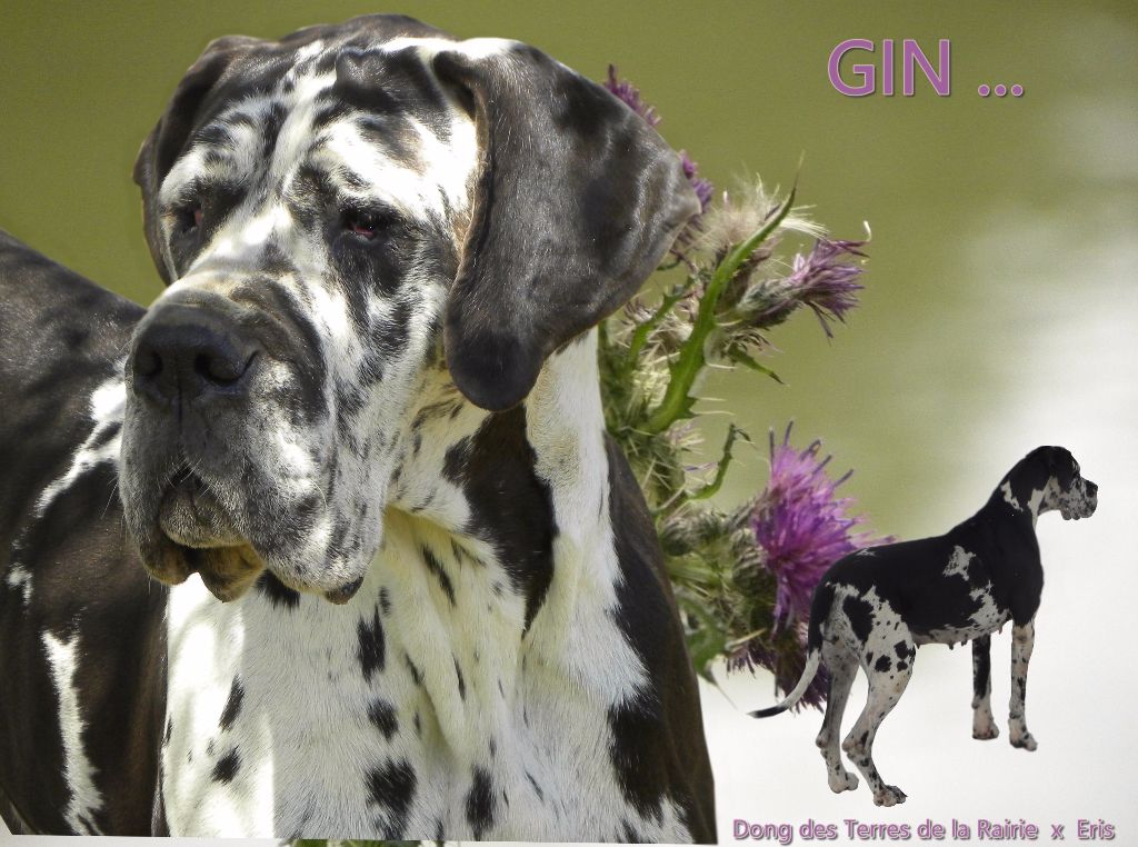 Gin (Sans Affixe)