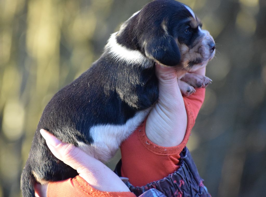 des Cotes de la Saunade - Chiots disponibles - Basset Hound
