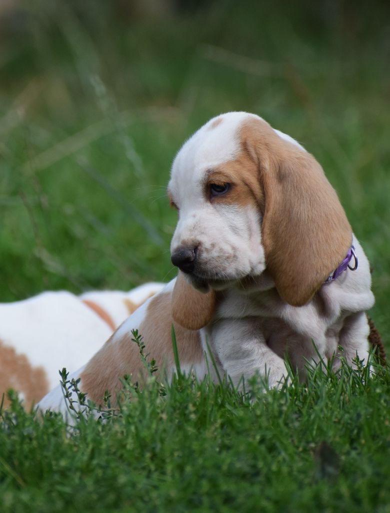 des Cotes de la Saunade - Chiots disponibles - Basset Hound