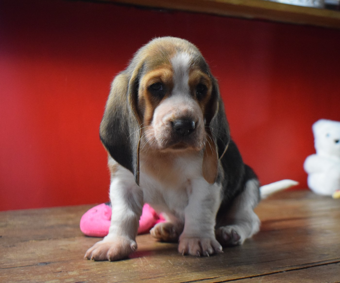 des Cotes de la Saunade - Basset Hound - Portée née le 18/02/2026