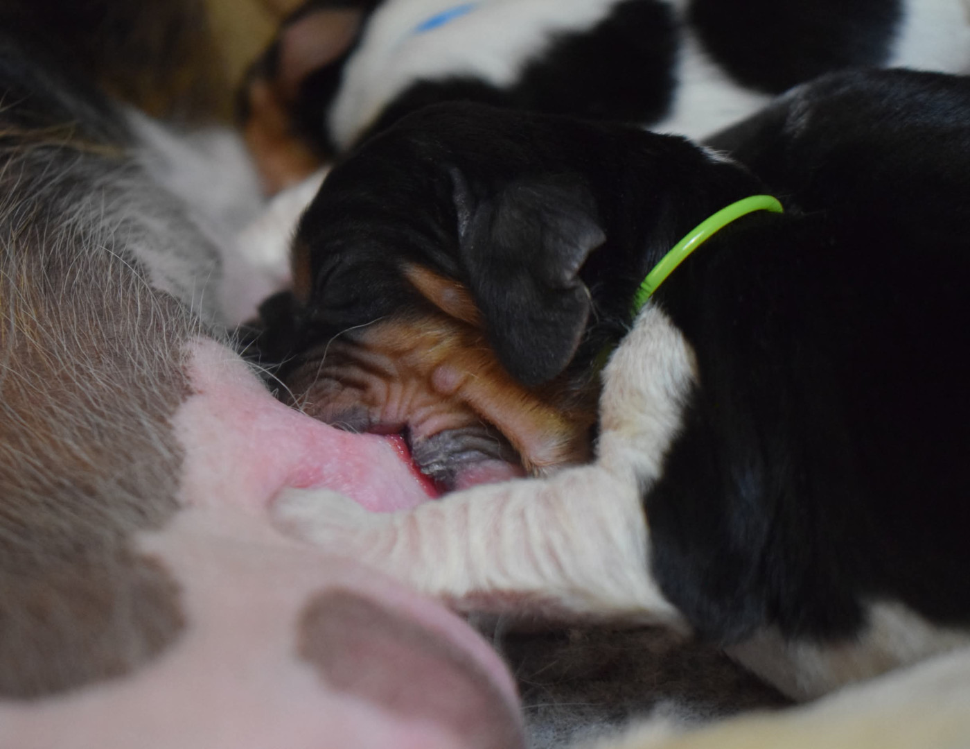 des Cotes de la Saunade - Chiots disponibles - Basset Hound