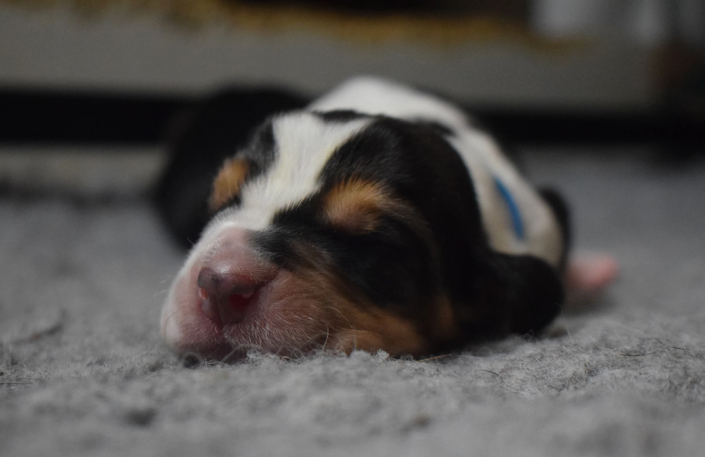 des Cotes de la Saunade - Chiots disponibles - Basset Hound