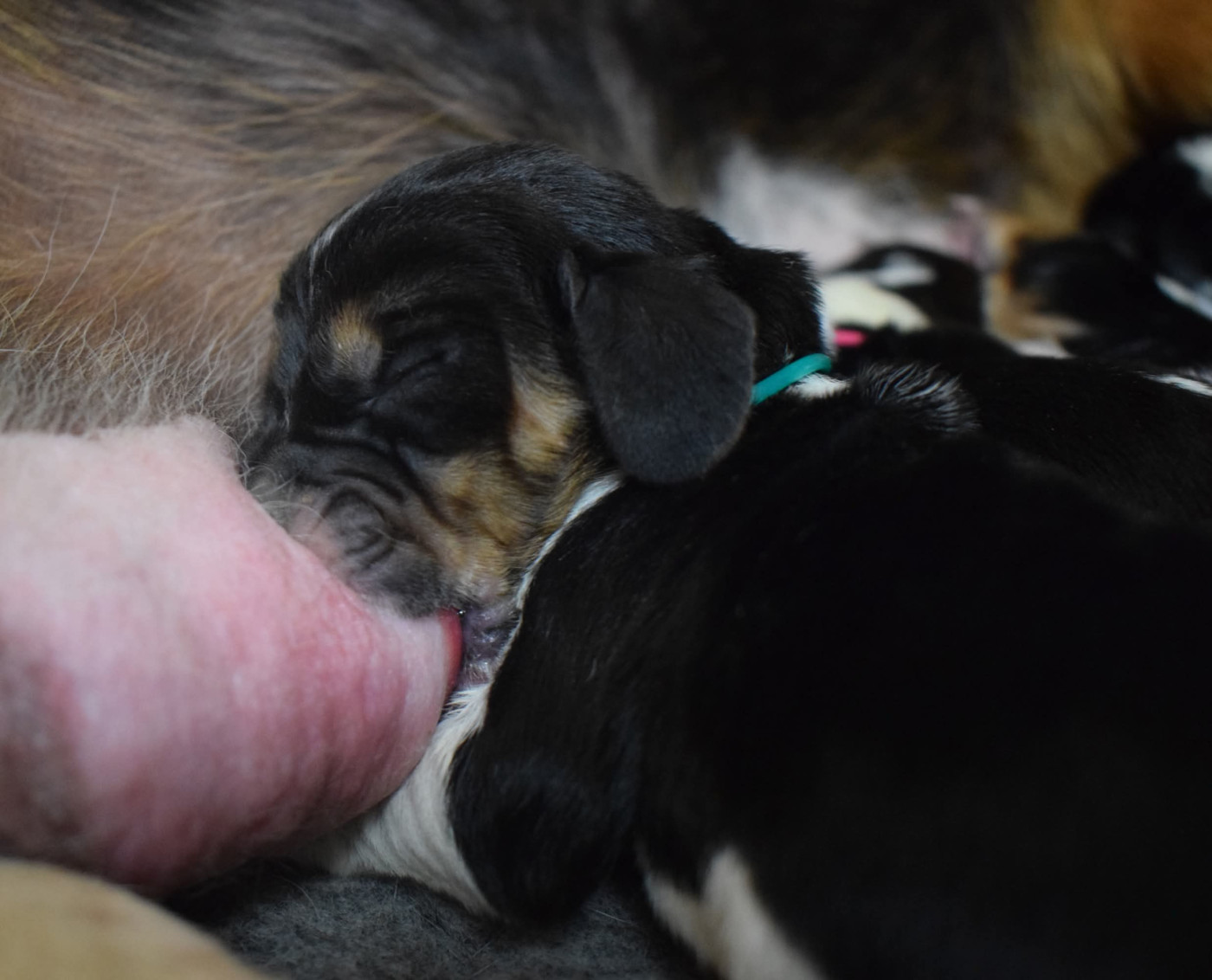 des Cotes de la Saunade - Chiots disponibles - Basset Hound