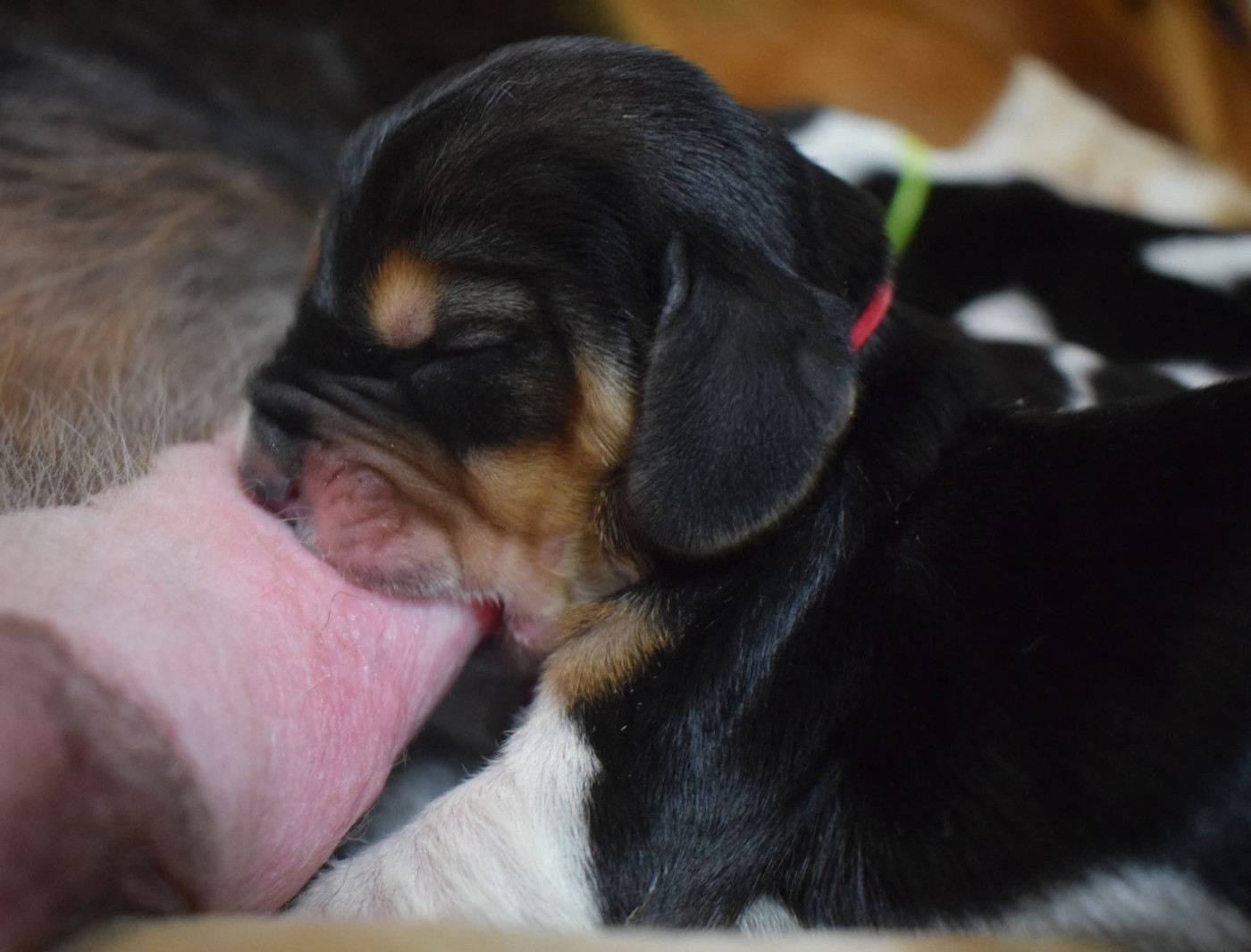 des Cotes de la Saunade - Chiots disponibles - Basset Hound