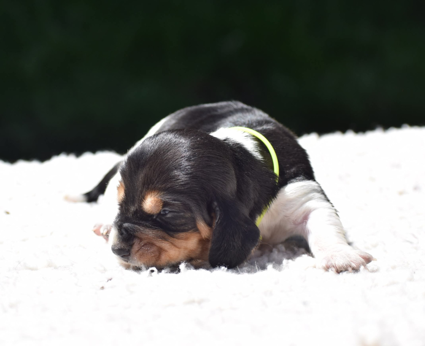 des Cotes de la Saunade - Chiots disponibles - Basset Hound