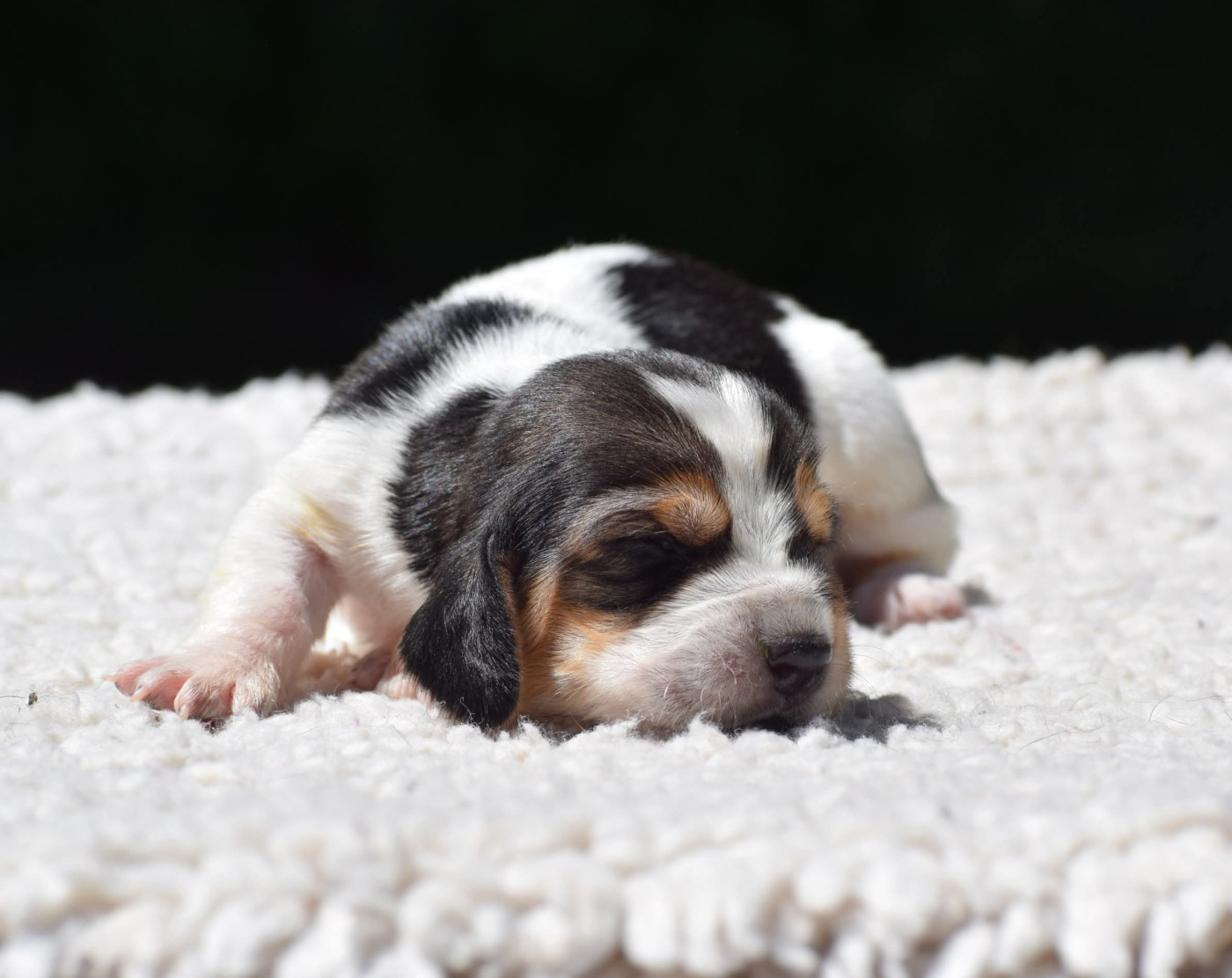 des Cotes de la Saunade - Chiots disponibles - Basset Hound