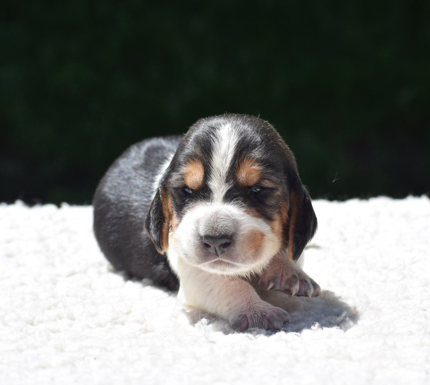 des Cotes de la Saunade - Chiots disponibles - Basset Hound