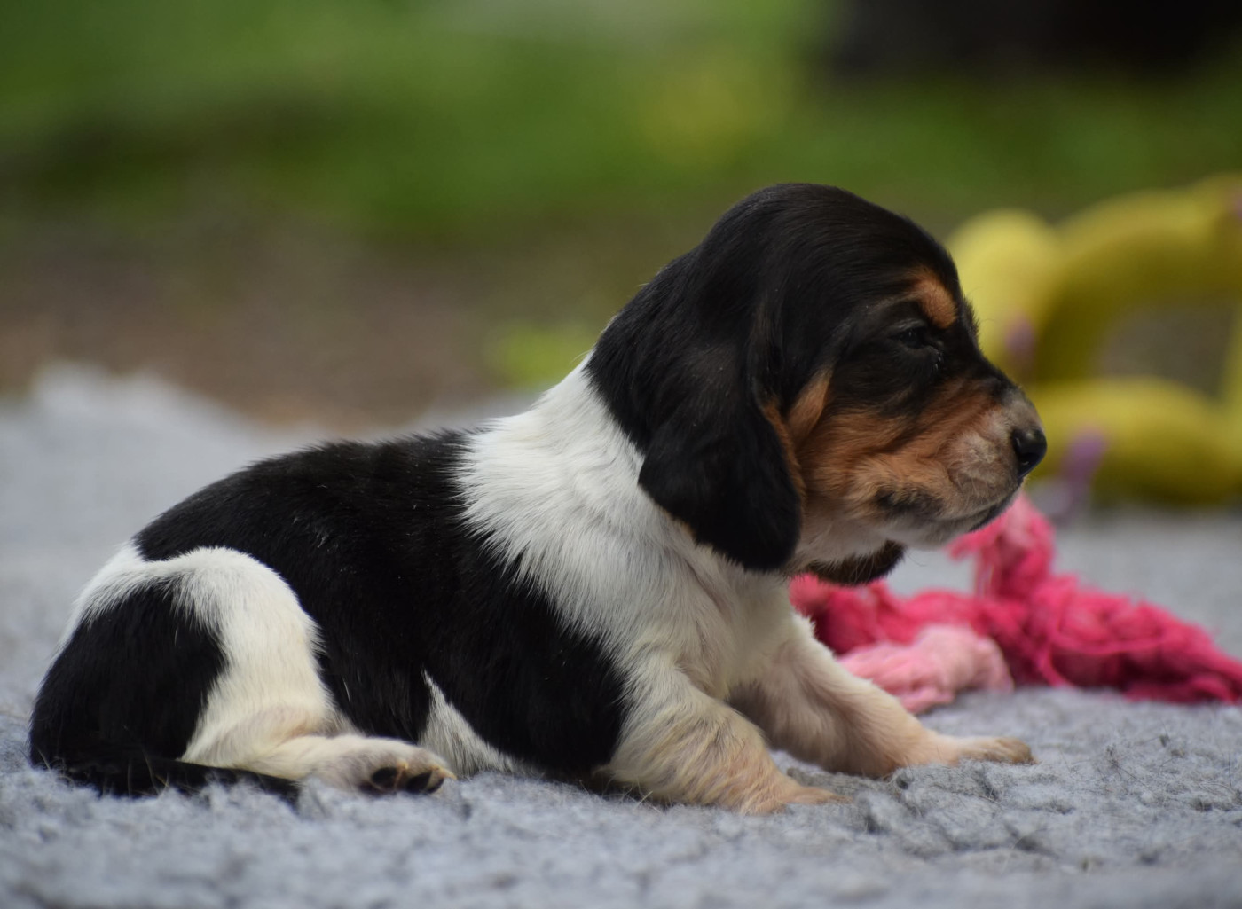 des Cotes de la Saunade - Chiots disponibles - Basset Hound