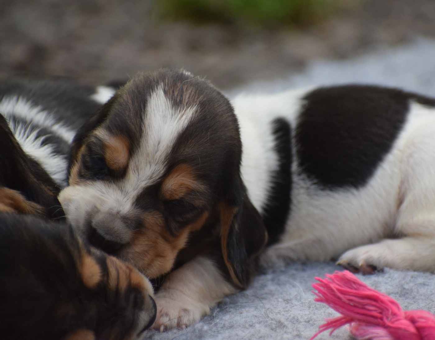 des Cotes de la Saunade - Chiots disponibles - Basset Hound