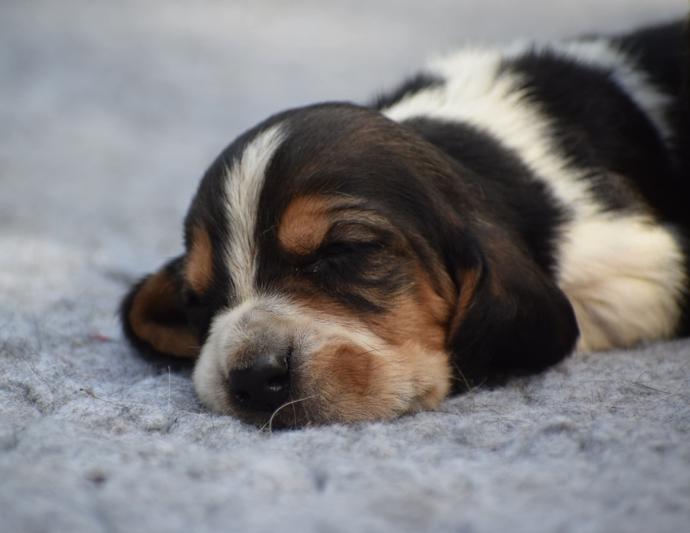 des Cotes de la Saunade - Chiots disponibles - Basset Hound