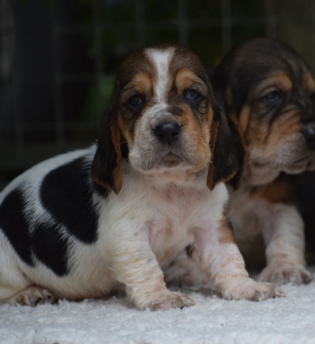 des Cotes de la Saunade - Chiots disponibles - Basset Hound